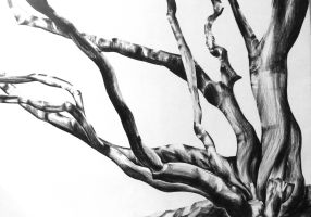 Acer - Left image Charcoal on Paper